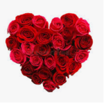 Peppy roses