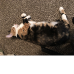Cats are cats an cats