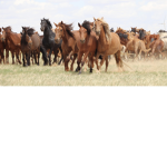 Horse guys