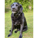 Labradors group :D