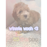 sugary winnie