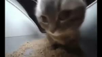 Cat yarn ball