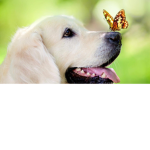 The dog and butterfly friends