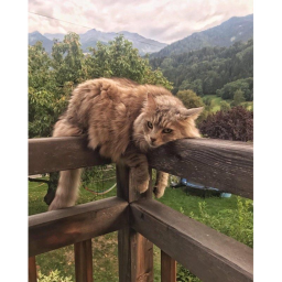 Forest Cat