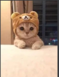 KITTEN GROUP OF FUN