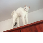 boitrax