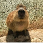 Capybara_ fans