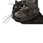 DA CAT CLUB!!