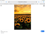 Sunflower_seeds