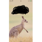 Kangaroos for