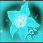 Echo Flower Studio
