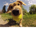 Rebel Pup’s
