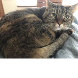 tower of cat scratching