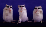 KECH sewer Rats