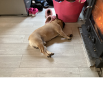 The little puppy
