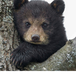 Bear squad is cool