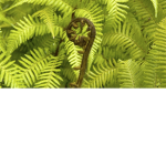Fern for ever