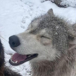 the big bad wolf!