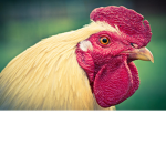 CHIKEN REPUBLIC