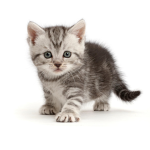 Kittens : rule!