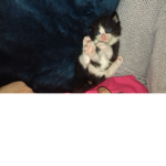 Kittxy's Meow Group