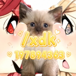 々xd