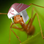 Ant Shippuden