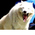 J Wolf Club