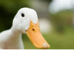 Ducks United!.