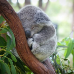 Koala Pack