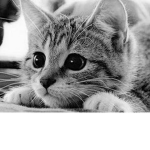 CatCat :v
