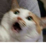 *+Kitty’s material gorls+*