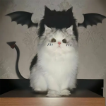 kitten Meow!