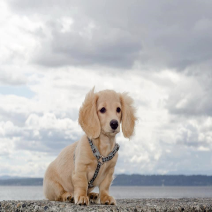 Dog Roblox decal