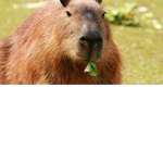 Familia da Capivara
