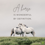 Happy Saddle