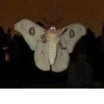 Death Moth Nest
