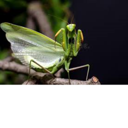 Mantis Battle Areana
