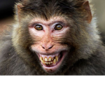 Champion's Group/Monkey Clan
