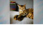 BrownieCatClub
