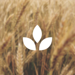 Harvest Store Limited