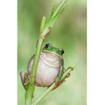 When frogs can be cool