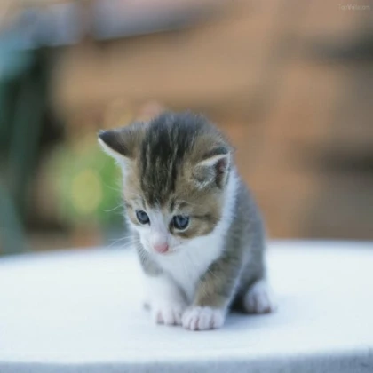 Kitten