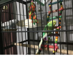 The birdy girls