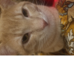çæþ
