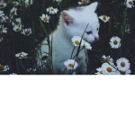 ~Sunflowers!!~