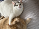 :) cats lol