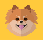 The pomeranian