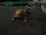 The ultimate lizard crew