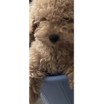 DOG NATlON